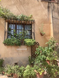 a window with potted plants on it