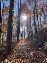 the sun is shining on a trail in the woods