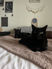 two black cats sitting on top of a bed