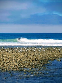 a group of seagulls on a rocky beach
