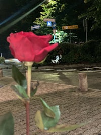 a red rose in the middle of a street at night